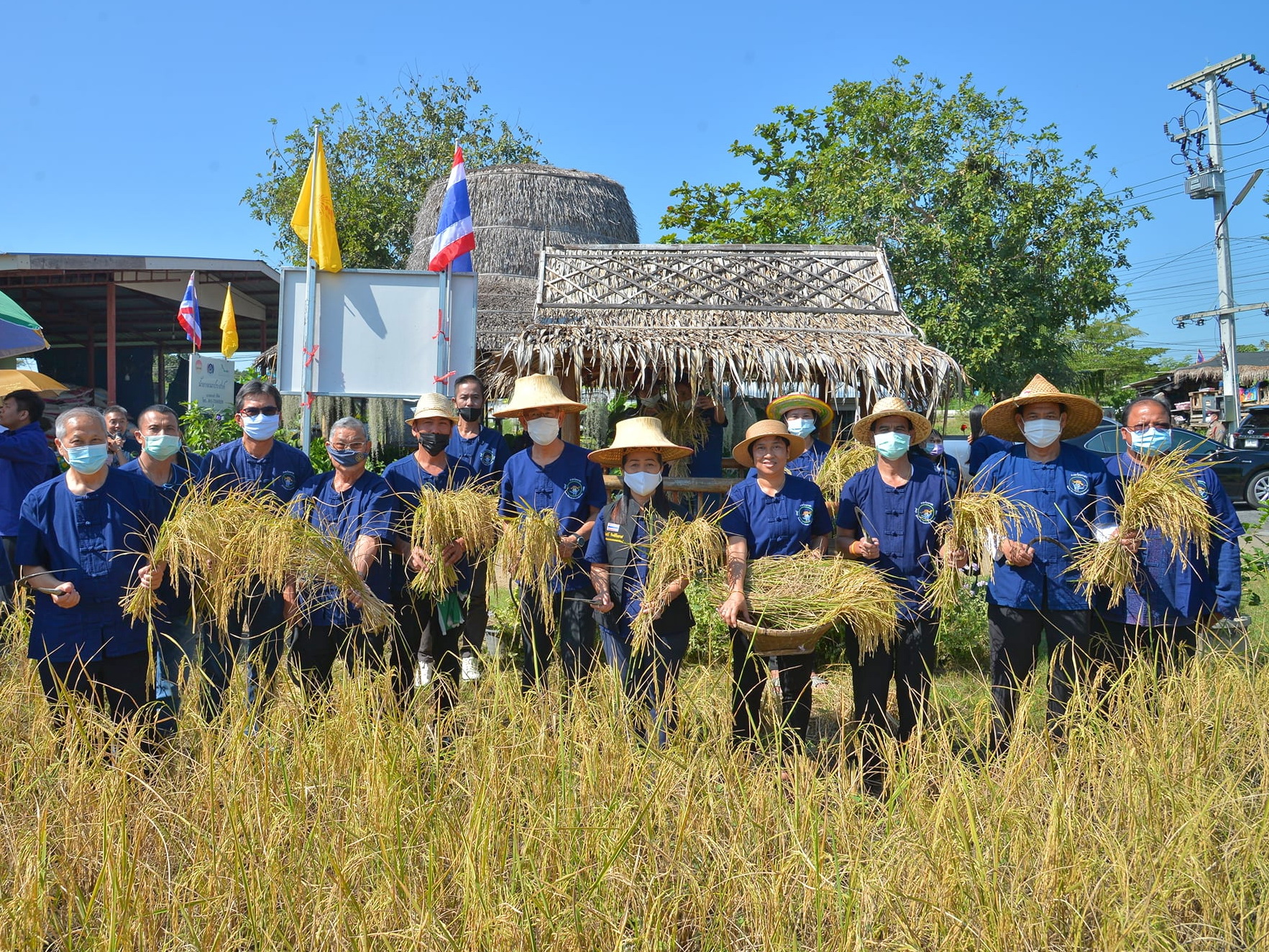 @ปทุมธานี ถิ่นบัวหลวง “พช.ปทุมธานี ร่วมกิจกรรม หว่านวันแม่ เกี่ยววันพ่อ “โครงการเรียนรู้วิถีชาวนา พบความสุข ตามแนวทางศาสตร์พระราชา” ปีที่ ๔/๒๕๖๓”