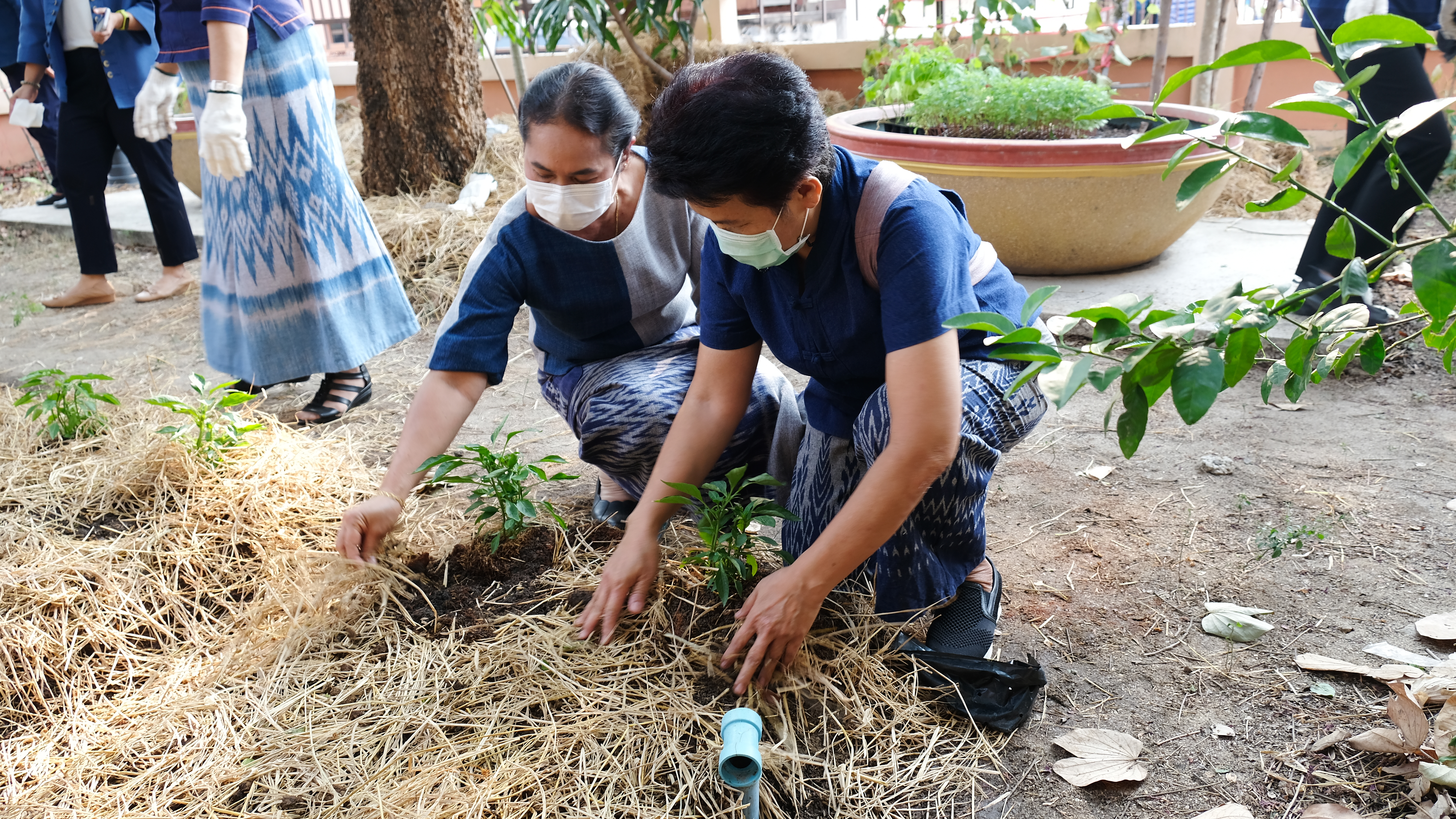 พช.ปทุมธานี “ผู้ว่าราชการจังหวัดปทุมธานี เปิดจวน Kick Off ปลูกพืชผักสวนครัว สร้างความมั่นคงทางอาหาร รอบ ๒”