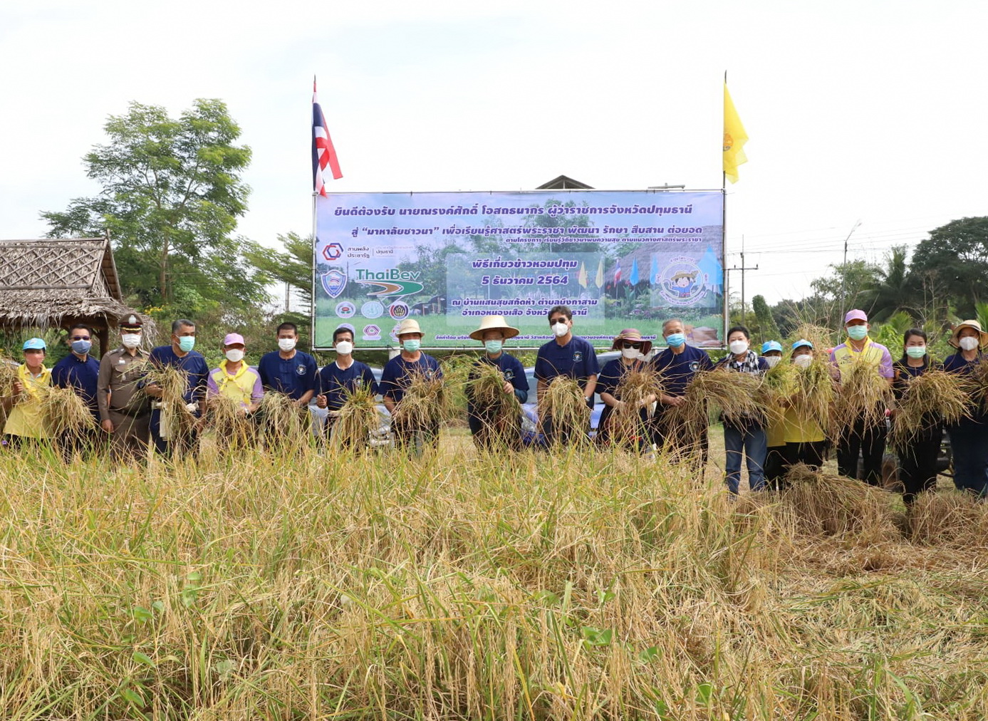 พช.ปทุมธานี “ร่วมพิธีเกี่ยวข้าวพันธุ์ข้าวหอมปทุมธานี ๑ ตามโครงการเรียนรู้วิถีชาวนา พบความสุข ตามแนวทางศาสตร์พระราชา ปีที่ ๕”