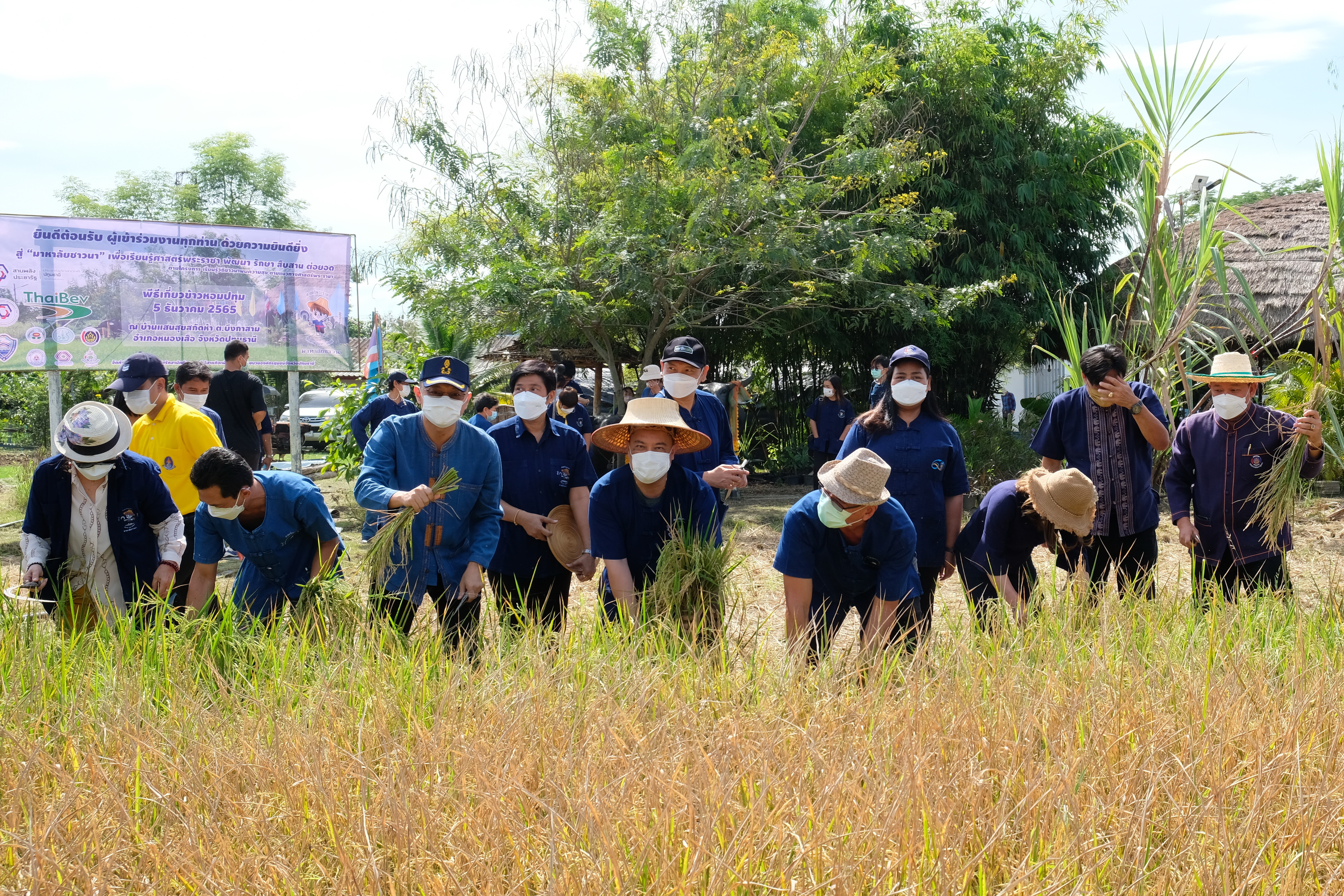 พช.ปทุมธานี “ร่วมพิธีเกี่ยวข้าว พันธุ์ข้าวหอมปทุมธานี ๑ ปีที่ ๖”
