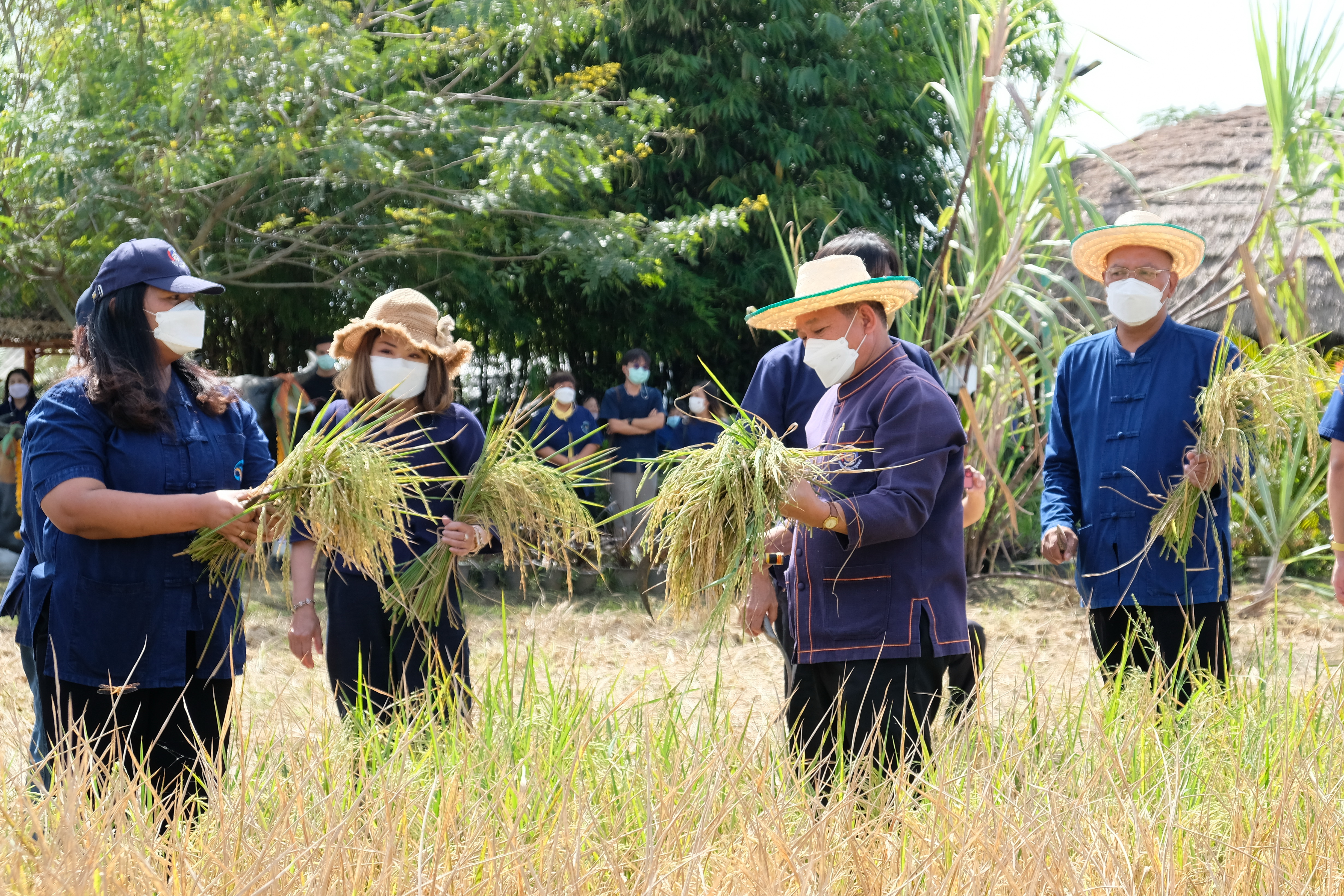 พช.ปทุมธานี “ร่วมพิธีเกี่ยวข้าว พันธุ์ข้าวหอมปทุมธานี ๑ ปีที่ ๖”
