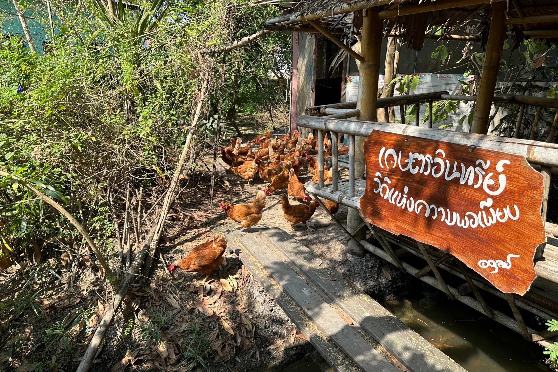 พช.ปทุมธานี “ติดตามการดำเนินโครงการพัฒนาพื้นที่ต้นแบบการพัฒนาคุณภาพชีวิตตามหลักทฤฎีใหม่ประยุกต์สู่ โคก หนอง นา โมเดล แปลงนา CLM อำเภอคลองหลวง จังหวัดปทุมธานี”