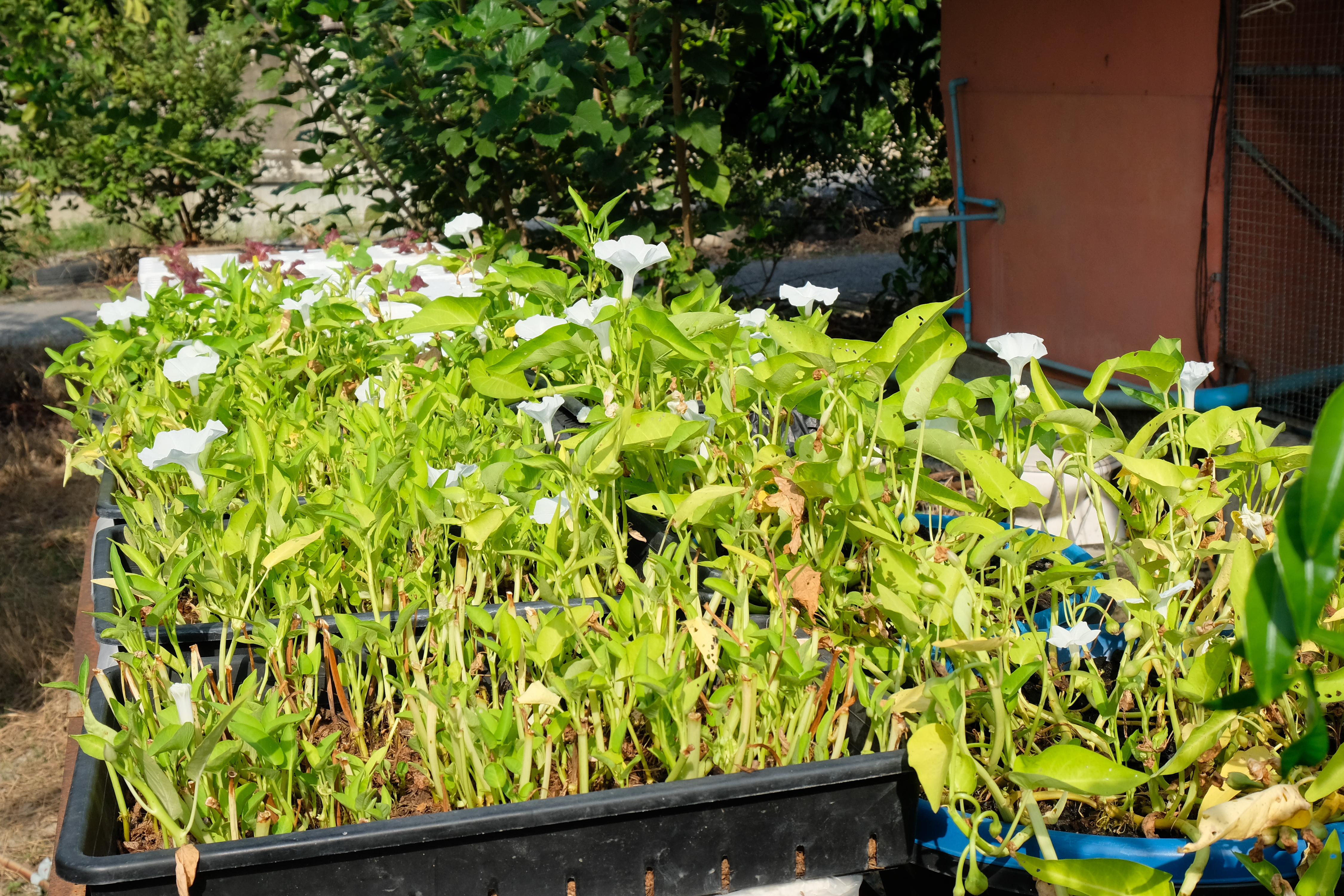 พช.ปทุมธานี “ขับเคลื่อนการดำเนินงานเครือข่ายโคก หนอง นา เพื่อพัฒนาพื้นที่เป็นศูนย์การเรียนรู้การพัฒนาคุณภาพชีวิต ตามหลักทฤษฎีใหม่ ประยุกต์สู่ โคก หนอง นา โมเดล”