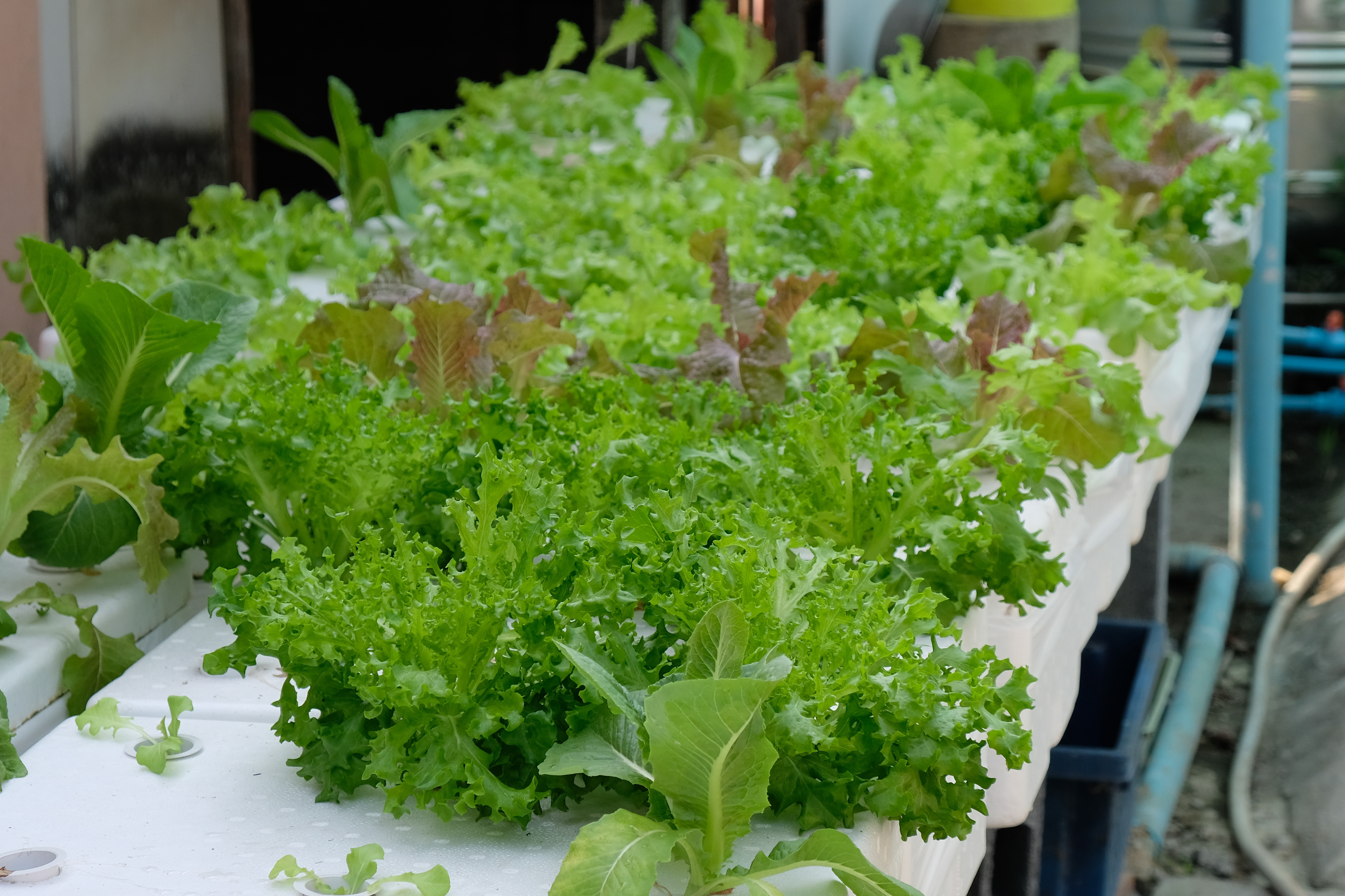 พช.ปทุมธานี “ขับเคลื่อนการดำเนินงานเครือข่ายโคก หนอง นา เพื่อพัฒนาพื้นที่เป็นศูนย์การเรียนรู้การพัฒนาคุณภาพชีวิต ตามหลักทฤษฎีใหม่ ประยุกต์สู่ โคก หนอง นา โมเดล”