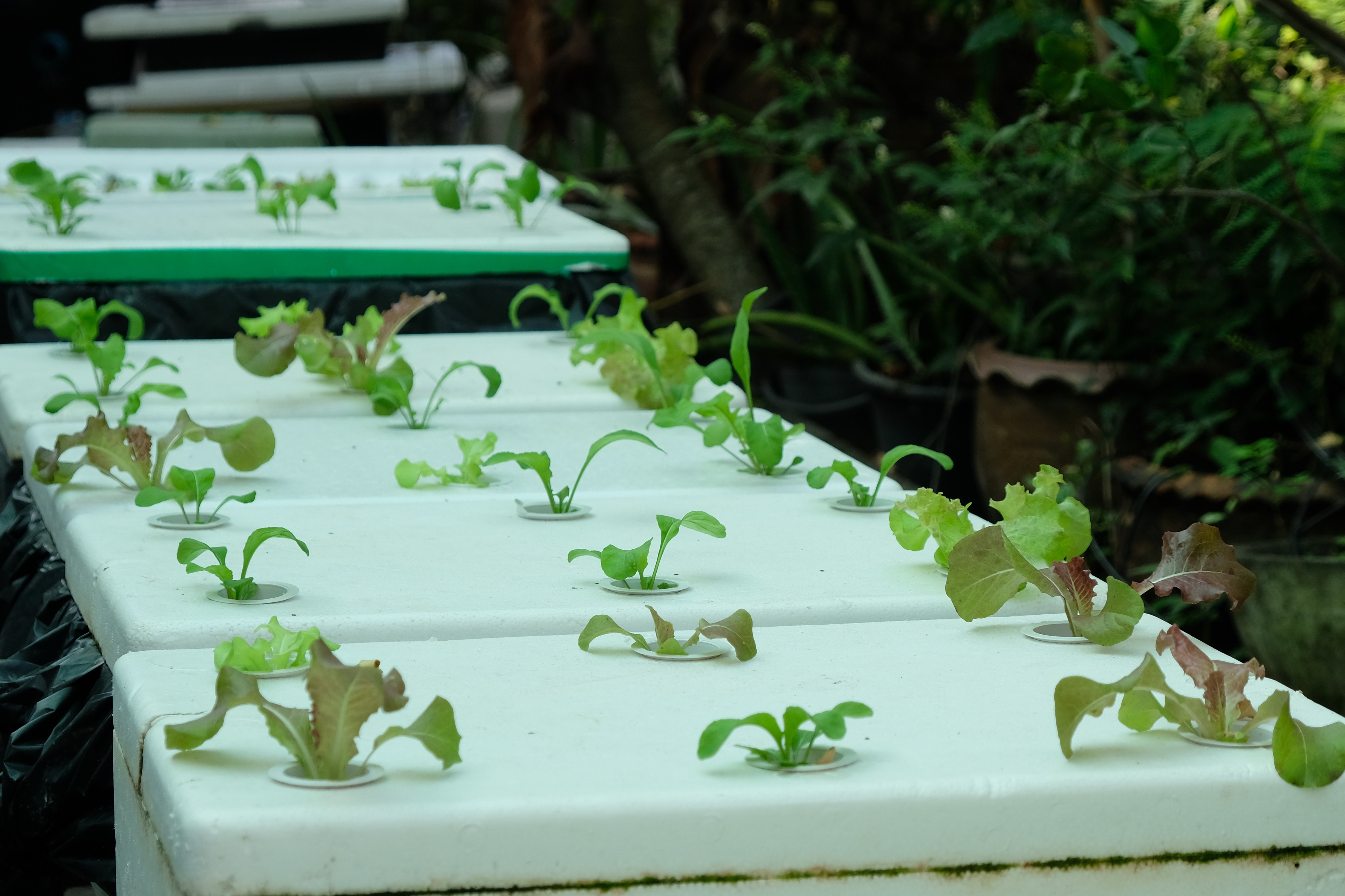 พช.ปทุมธานี “ขับเคลื่อนการดำเนินงานเครือข่ายโคก หนอง นา เพื่อพัฒนาพื้นที่เป็นศูนย์การเรียนรู้การพัฒนาคุณภาพชีวิต ตามหลักทฤษฎีใหม่ ประยุกต์สู่ โคก หนอง นา โมเดล”