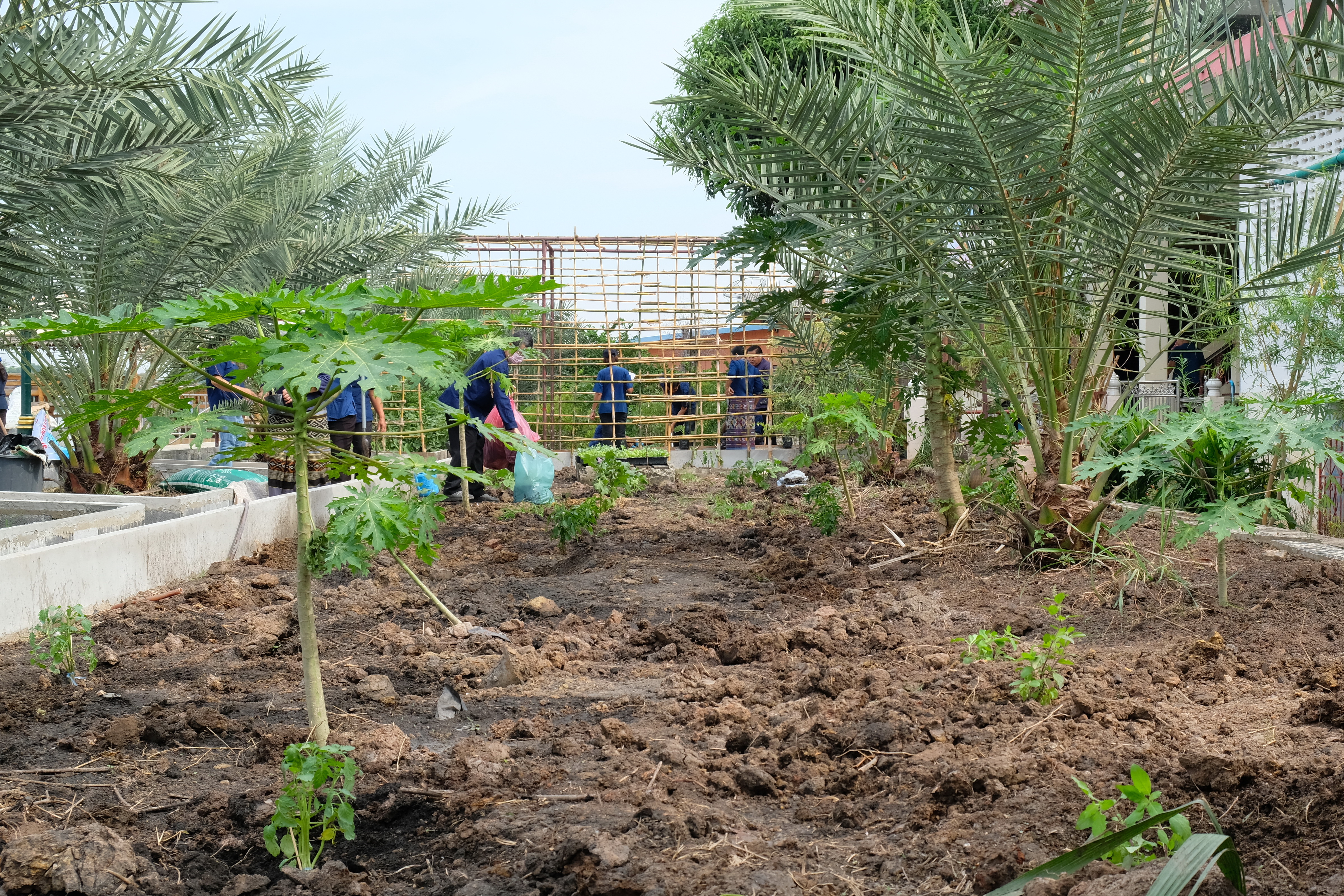 พช.ปทุมธานี “ผู้ตรวจฯ ทัศนีย์ ชัยคุณแสง เป็นประธานเปิดกิจกรรมปลูกผักสวนครัวเพื่อสร้างความมั่นคงทางอาหารในศาสนสถาน สร้างแหล่งเรียนรู้ในการปลูกผักสวนครัวอย่างยั่งยืน”