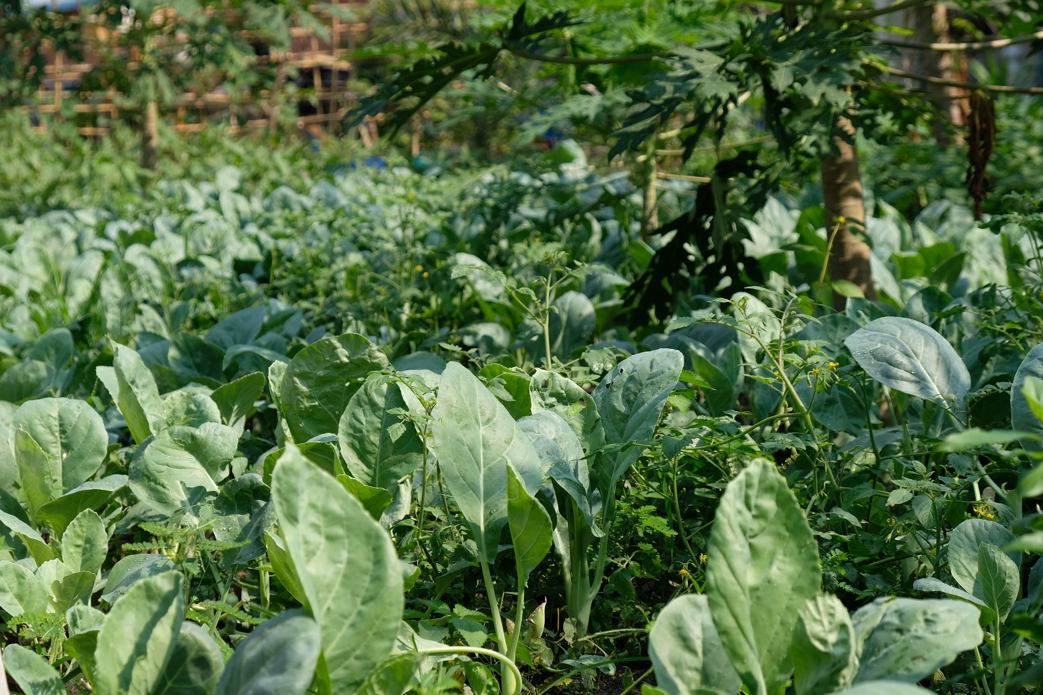 ประธานแม่บ้านมหาดไทยปทุมธานี สร้างความมั่นคงทางอาหารอย่างต่อเนื่อง ภายใต้แนวคิด “ผู้นำต้องทำก่อน” ใช้พลัง “บวร” พัฒนาโรงเรียนและศาสนสถานเป็นต้นแบบแหล่งเรียนรู้ในการปลูกผักสวนครัว