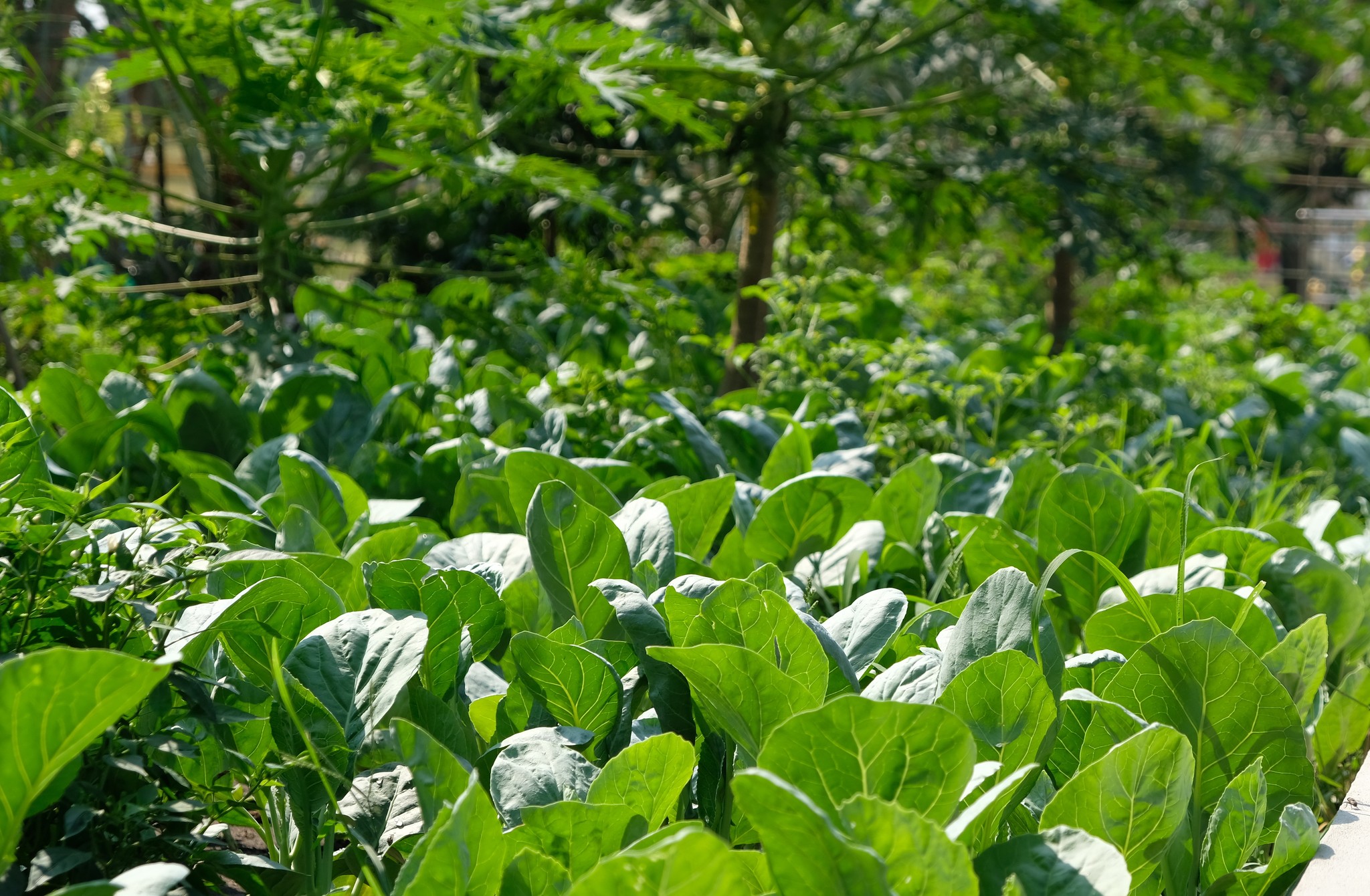 ประธานแม่บ้านมหาดไทยปทุมธานี สร้างความมั่นคงทางอาหารอย่างต่อเนื่อง ภายใต้แนวคิด “ผู้นำต้องทำก่อน” ใช้พลัง “บวร” พัฒนาโรงเรียนและศาสนสถานเป็นต้นแบบแหล่งเรียนรู้ในการปลูกผักสวนครัว